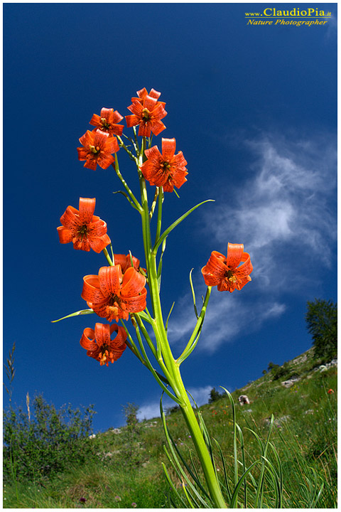 lilium pomponium, fiori di montagna, fiori della Liguria, alpi Liguri, appennino ligure, Val d'Aveto